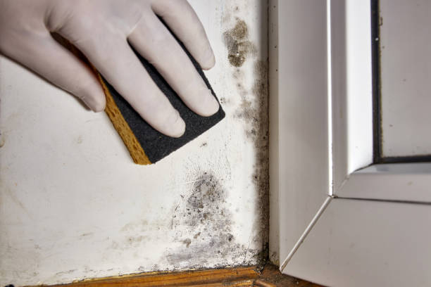 Best Environmental Consulting for Mold Prevention  in Chandler, IN
